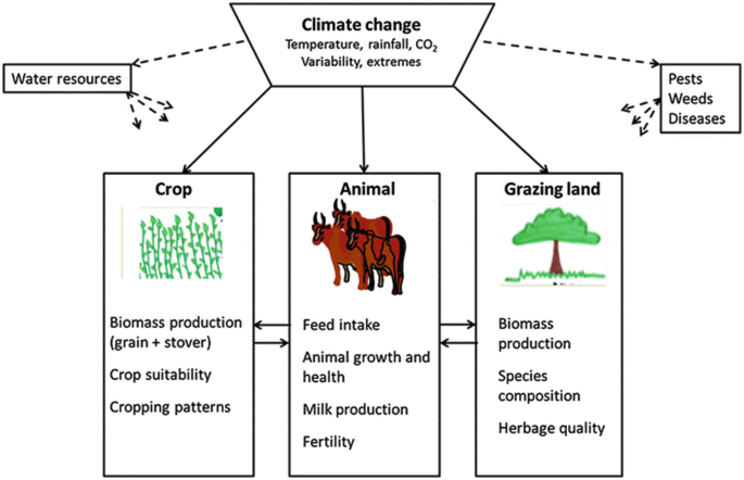 A flow chart for climate change. It leads to 3 connected text boxes for crop, animal, and grazing land. Crop has biomass product, crop suitability, and 1 more. Animal includes feed intake, animal growth and health, and 2 more. Grazing land has biomass production, species composition, and 1 more.