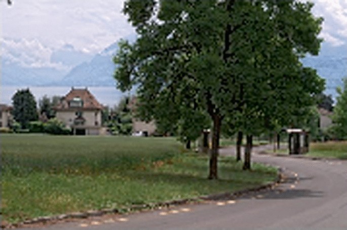 A photograph of a tree by a winding road on a lawn. A house is at a distance. The objects are well defined.