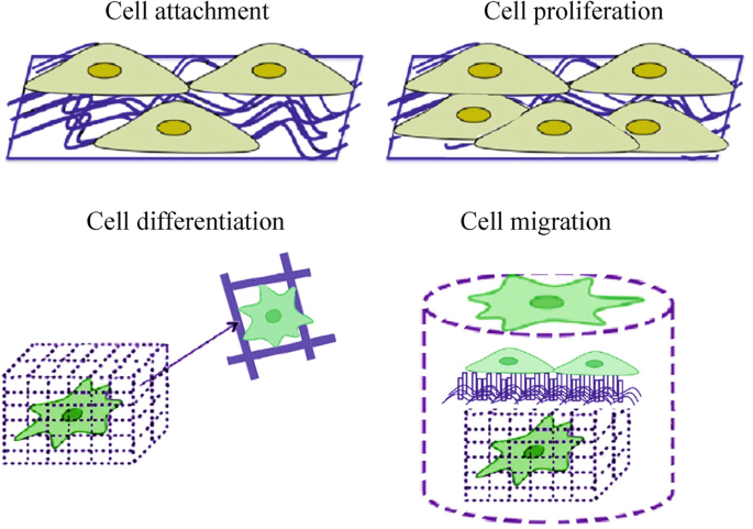 Four illustrations of the cell interactions are labeled cell attachment, cell proliferation, cell differentiation, and cell migration.