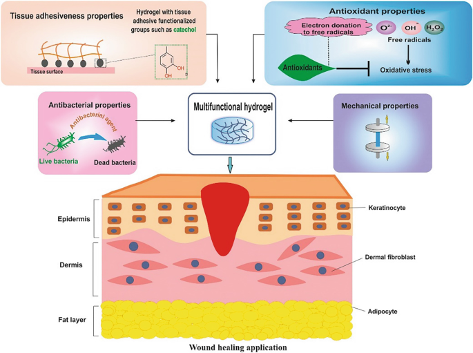 A chart presents how the tissue adhesiveness, antibacterial, antioxidant, and mechanical properties of multifunctional hydrogels help in wound healing. Illustrations for each are presented. Wound healing is presented by a cut in the epidermis extending to the dermis.