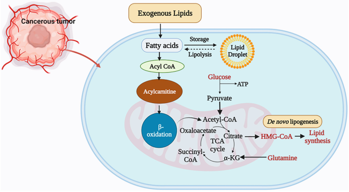 Metabolic Rewiring in Cancer: Understanding the Complexity of Metabolic ...