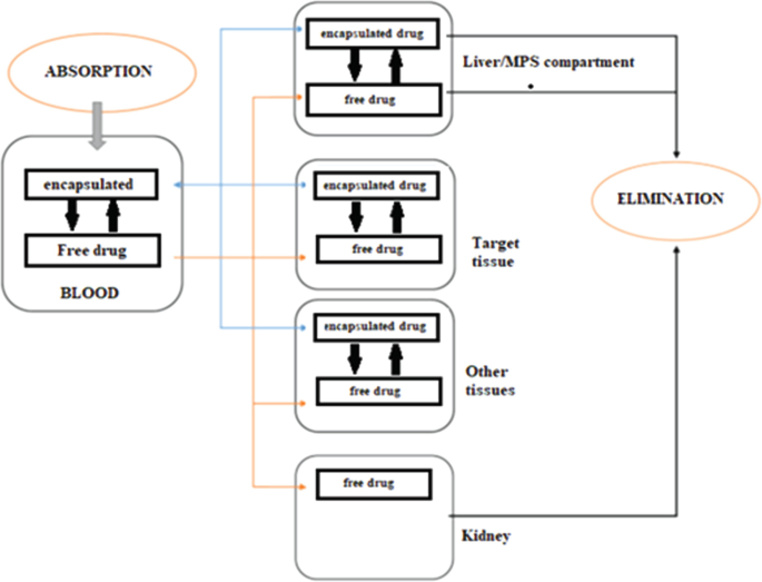 A flow diagram exhibits the absorption and elimination of drugs in the pharmacokinetic model. The drug is absorbed by the blood, and it is given to the lumped compartments of the liver and M P S, target tissues, other tissues, and kidney. Finally, the drug flows out via the elimination mechanism.