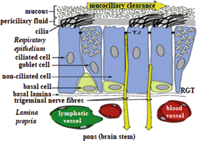 An illustration presents a structural overview of mucociliary clearance. Some of the labels are mucous, periciliary fluid, cilia, respiratory epithelium, ciliated and non-ciliated cells, goblet cells, basal cells, basal lamina, and lymphatic and blood vessels.