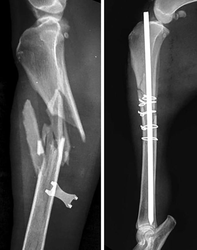 Management of Specific Fractures in Small Animals | SpringerLink