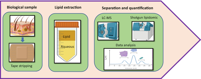 A diagram lists the three parts of a lipidomic analysis in skin research. The parts are labeled as biological samples, lipid extraction, and separation and extraction.