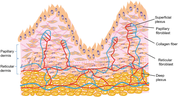 A schematic diagram displays the layers of the dermis and hypodermis. The layers are labeled papillary and reticular dermis. Other labels are superficial plexus, papillary fibroblast, collagen fiber, reticular fibroblast, and deep plexus.