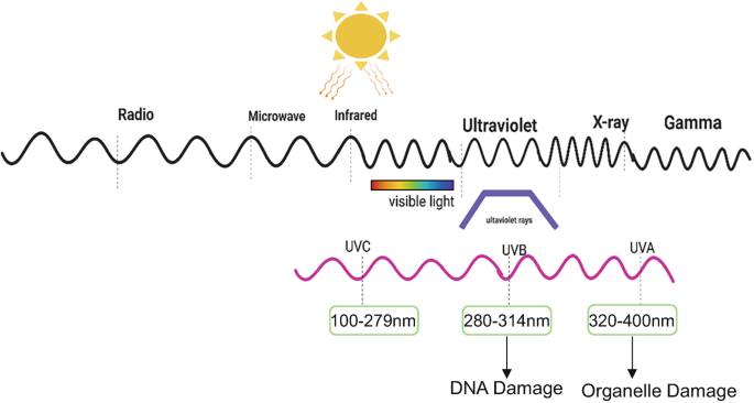 A schematic of the electromagnetic radiation spectrum displays the following data. U V C ranges from 100 to 279 nanometers, U V B damages D N A at 280 to 314 nanometers, and U V A damages organelle at 320 to 400 nanometers.