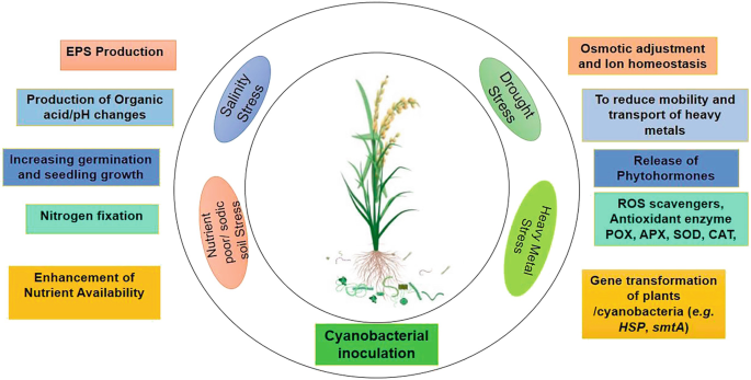 Spatial Proteome Reorganization of a Photosynthetic Model Cyanobacterium in  Response to Abiotic Stresses