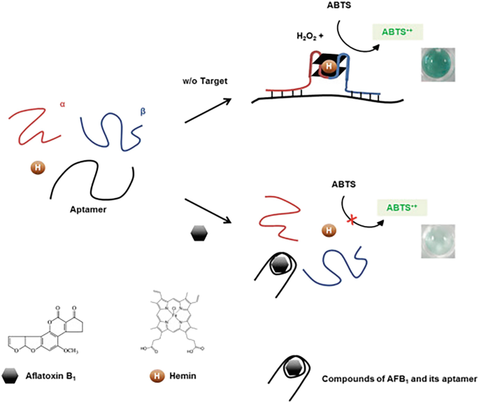 A schematic of aptamers with hemin undergoes structural changes when exposed to aflatoxin B1, inhibiting the conversion of light-colored A B T S to dark-colored A B T S with radical anions, forming the compounds A F B 1 and the aptamer. In the absence of the target, it promotes the conversion.