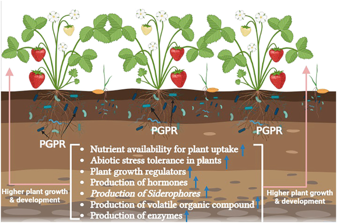 An illustration of plants with roots under ground. The roots have P G P R. The roles of rhizobacteria for higher plant growth and development are listed.