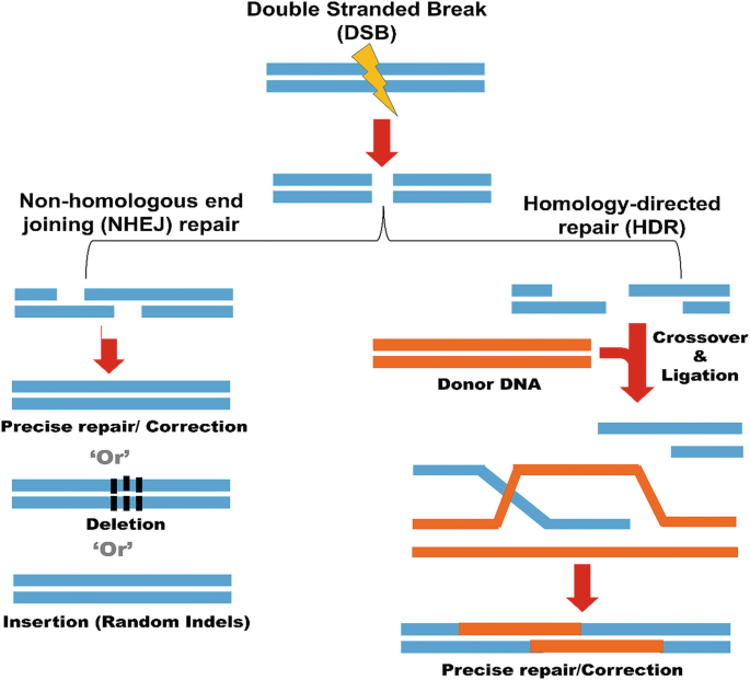 A schematic exhibits the flow from a double-stranded break to insertion of random indels and precise repair after bifurcating into non-homologous and joining repair and homology-directed repair through correction, crossover, and ligation, respectively.