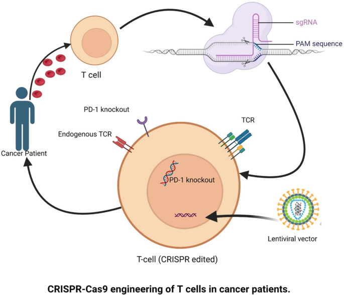 Application of CRISPR in Cancer Research and Treatment | SpringerLink