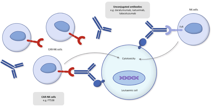 A schematic illustration depicts that N K cells play a crucial role in anti-tumor immune responses. When an antibody binds to a cell surface antigen, F c receptors activate N K cells, releasing cytotoxic materials for target cell killing. This process is called antigen-dependent cellular cytotoxicity. N K cell-based immunotherapies target leukemic cells by harnessing their cytotoxic activity.