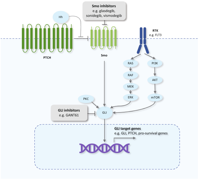 A schematic illustration depicts how Smo activates downstream glioma transcription factors in A M L, causing gene transcription and proliferation. In non-canonical H h pathways, G L I activation is induced by other pathways. Crosstalk between H h and F L T 3-I T D raises questions about its therapeutic role in F L T 3-mutant A M L.