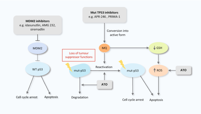 A schematic illustration depicts that T P 53 encodes the tumor suppressor p 53 and is one of the most frequently altered genes in all human cancers. When exposed to cellular stress, W T p 53 increases cell cycle arrest, inhibits proliferation, and causes cellular death. Mouse double minute 2, an E 3 ligase that triggers proteasomal degradation of p 53 with the help of MDM4, inhibits its function.