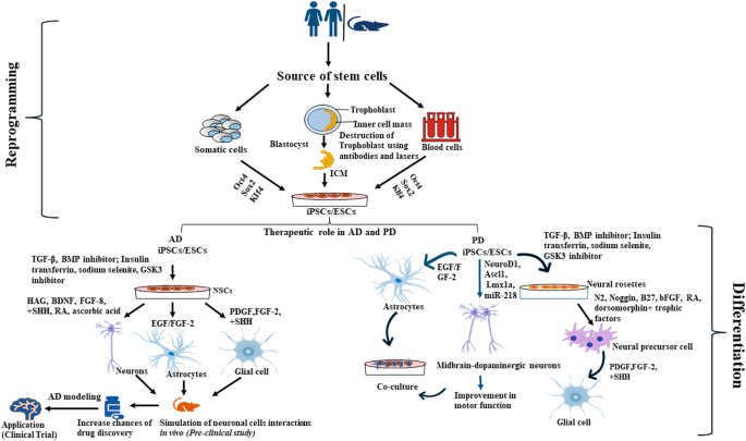 A diagram illustrates reprogramming methods for somatic and blood samples to differentiate into E S Cs and i P S Cs, followed by factors guiding neural rosette formation and specific neuronal lineage differentiation.