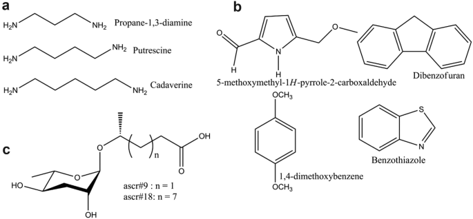 Three chemical structures. The first structure has propane 1 3 diamine, putrescine, and cadaverine, second structure has 5 methoxymethyl 1 H pyrrole 2 carboxaldehyde, dibenzofuran, 1 4 dimethoxybenzene, and benzothiazole, the third structure has O H and O bonds with ascarosides 9 n 1, and 18 n 7.