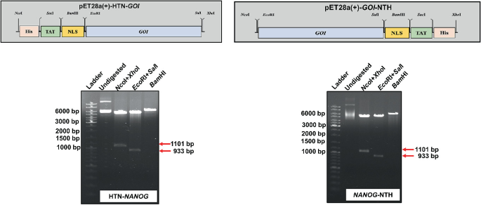 2 schematic representations of gene arrangements. The sequence in PET 28 a plus H T N G O I is His, TAT, N L S, and Got. The sequence in pET 28 a plus G O I N T H is G O I, N L S, TAT, and His. The corresponding electrophoresis plates are given below the sequence.