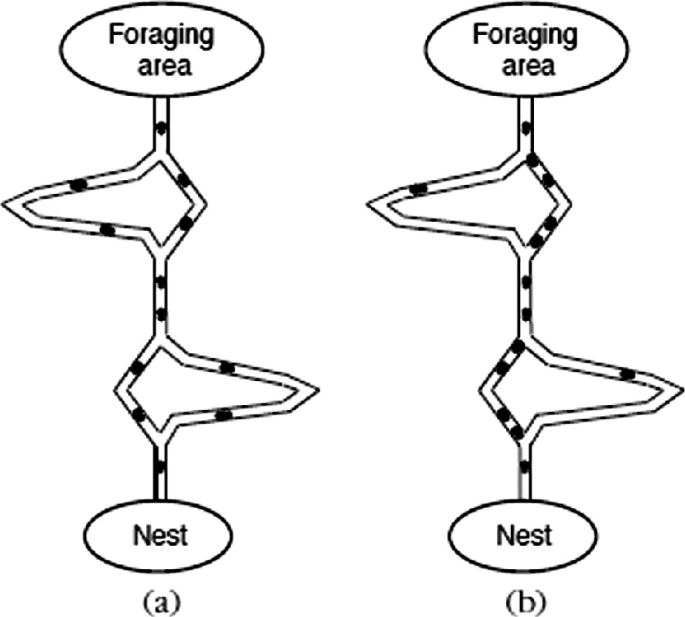 Two double bridge diagrams of foraging areas, up to the nest. The path includes 2 bridges part from the straight paths.