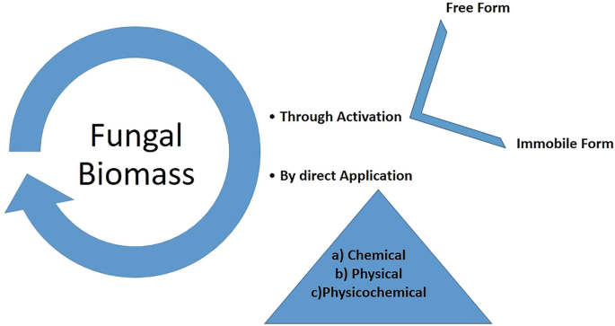 A diagram illustrates the remediation of fungal contamination with heavy metals. The fungal biomass occurs in two ways, through activation and by direct application. Through activation includes free form and immobile form. By direct application includes chemical, physical, and physicochemical.