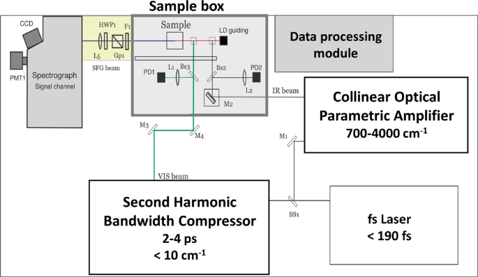 A schematic of the optical components of the femtosecond S F G. The labels read, P M T 1, C C D, spectrograph signal channel, S F G beam, sample box, data processing module with a collinear optical parametric amplifier via I R beam, femtosecond laser, and second harmonic bandwidth compressor.