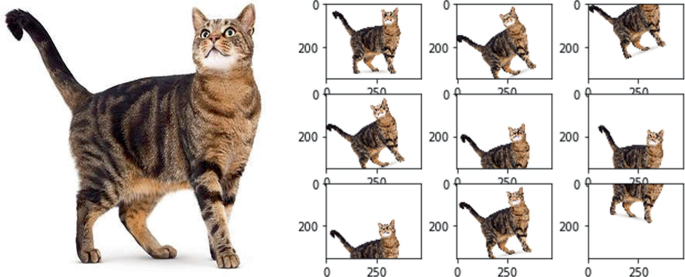 A full body photograph of a cat is on the left, along with 9 small photographs of the same cat in 9 boxes on the right. The 9 photos highlight the different close ups of the photo on the left.