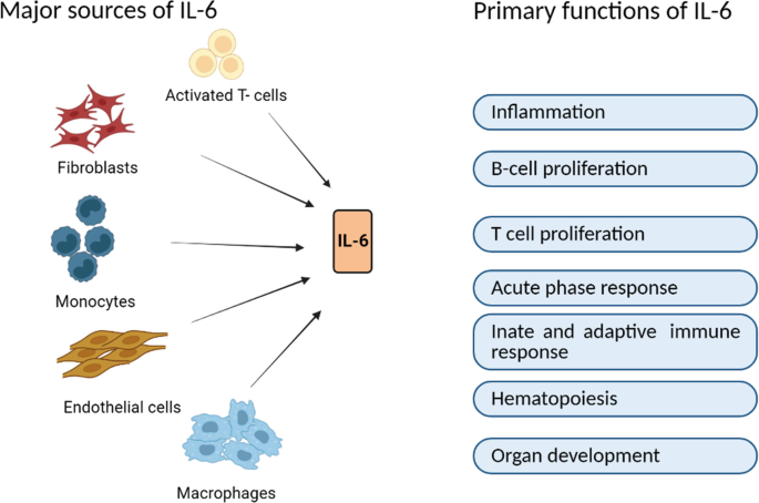 A schematic of the sources and functions of I L 6. The sources are activated T cells, fibroblasts, monocytes, endothelial cells, and macrophages. The functions are inflammation, B and T cell proliferation, acute phase response, innate and adaptive immune response, hematopoiesis, and organ development.