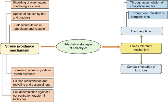 A block diagram illustrates the adaptation strategies of halophytes that lead to stress avoidance and stress tolerance mechanisms. The stress tolerance mechanism leads to osmoregulation and compartmentation of toxic ions.