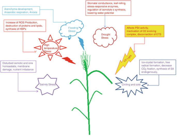 A drawing of a plant with abiotic stresses and physiological responses. The stresses include salinity, high temperature, flooding, drought, U V light, and chilling and cold.