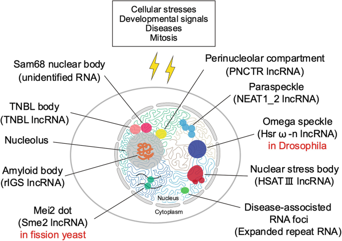 Phase-separated nuclear bodies formation diagram