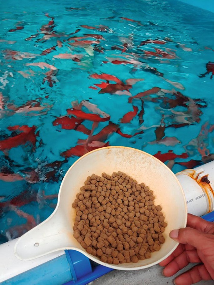 Comparison of Aquaculture Practices with and Without Deep Tech
