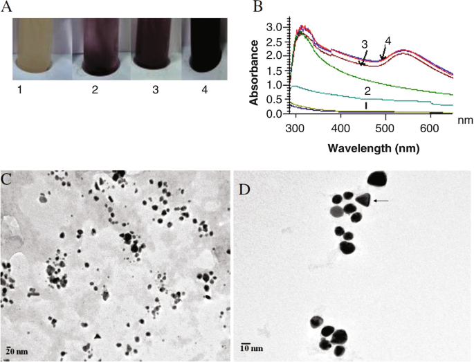 4 parts. 1, 4 photographs of test tubes with bacteria after different processes. B, a line graph of absorbance versus wavelength plots 4 lines that peak initially and then decrease. C and D, T E M images of gold nanoparticles in 20 and 10 nanometers