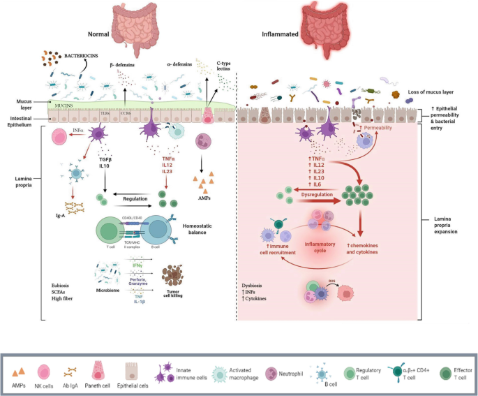 2 illustrations of normal and inflammated intestines. Healthy guts include mucus layer, intestinal epithelium, and lamina propria. Diseased guts include loss of mucus layer, increased epithelial permeability and bacterial entry, and lamina propria expansion. Other legends are given below.