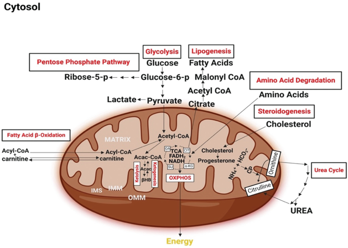 An illustration of the oxidative phosphorylation cycle takes place in the matrix of the mitochondria to release energy. It includes the pentose phosphate pathway, fatty acid beta-oxidation, glycolysis, lipogenesis, amino acid degradation, steroidogenesis, and the urea cycle.