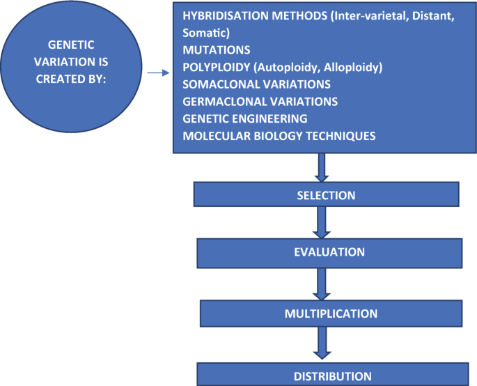 A flow chart of the genetic variation creation by hybridization methods, mutation, polyploidy, somaclonal and germaclonal variations, genetic engineering, and molecular biology techniques. The steps followed are selection, evaluation, multiplication, and distribution.