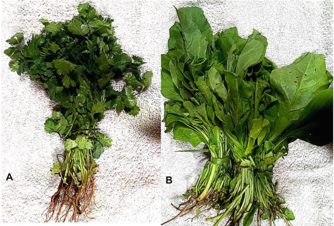 2 photos of leafy vegetables like coriander and spinach.
