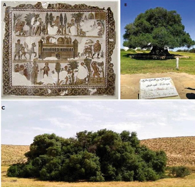 3 photos. A depicts mosaic pattern with the Museum of Tunisia is given at the center. B and C depict the Olive trees. B shows a stone inscribed in a foreign language in the foreground.