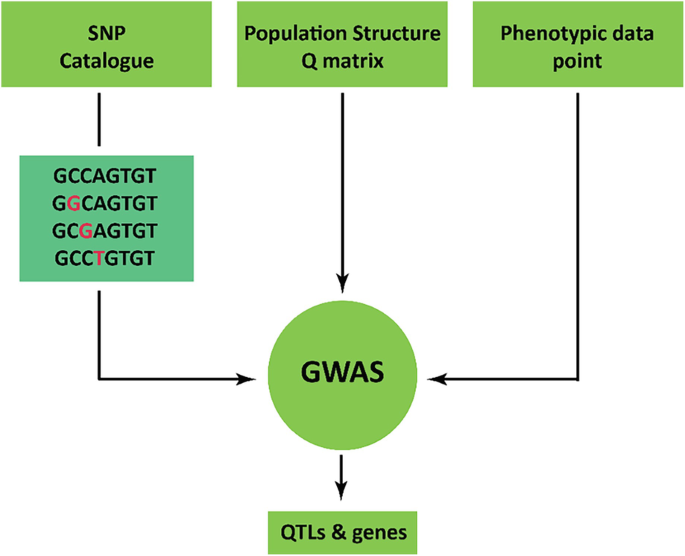 A flow chart for G W A S frameworks like S N P catalogue, population structure Q matrix, and phenotypic data point. This leads to Q T Ls and genes. S N P highlights single base changes.
