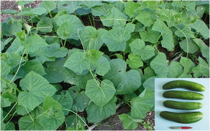 A photo of a cucumber plant and an inset image of the cucumbers collected.