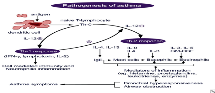 An illustration illustrates the dendritic cell pointing to the T h 1 and T h 2 responses, where T h 1 results in Neutrophilic inflammation and T h 2 results in Asthma symptoms.