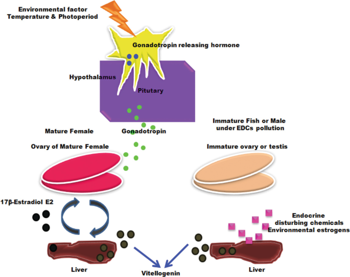 Biological Activities of Vitellogenin and Its Mechanism