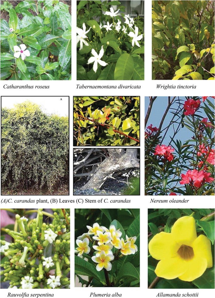 Morphology, Ecology, Taxonomy, Diversity, Habitat and Geographical  Distribution of the Apocynaceae Family | Springer Nature Link