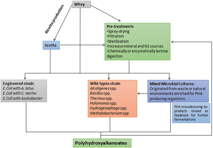 A flow diagram explains the process of P H A fermentation from whole whey. The whey undergoes the Ricotta process, followed by Scotta, pre-treatments, engineering strains, wild-type strains, and mixed microbial cultures, resulting in the production of polyhydroxyalkanoates.