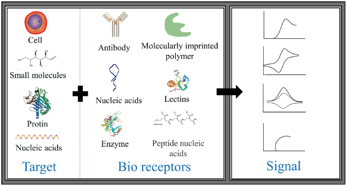 A schematic of the components of electrochemical biosensors. Targets including cells, small molecules, protein, and nucleic acids react with bio receptors including antibodies, nucleic acids, enzymes, molecularly imprinted polymers, lectins, and peptide nucleic acids, and results in signals.