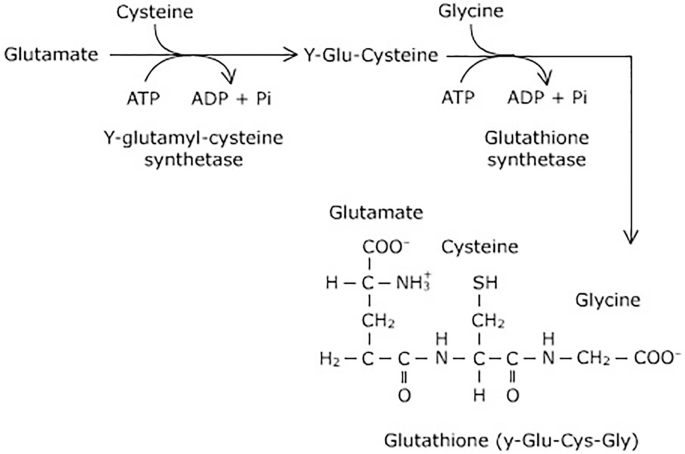 Sulfur, Phosphorus, and Iron Metabolism | Springer Nature Link