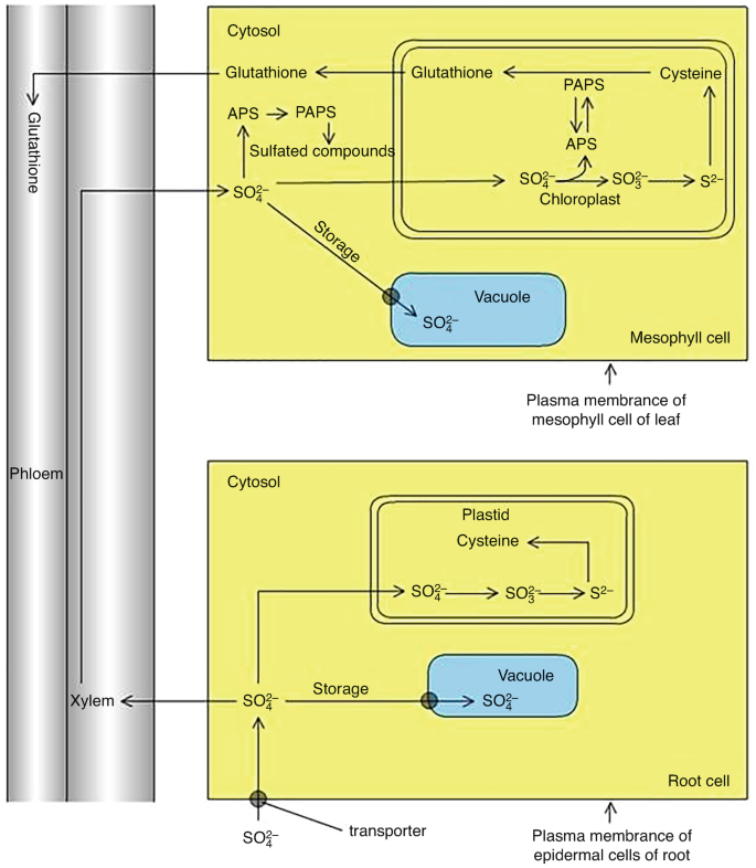 Sulfur, Phosphorus, and Iron Metabolism | Springer Nature Link