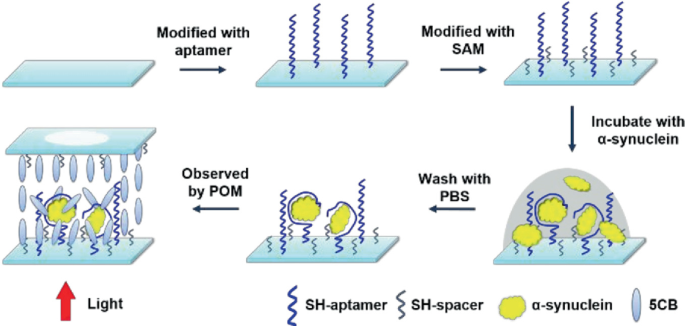 A flow diagram of the steps in biomarker discovery includes, target modified with aptamer, modified with S A M, incubate with alpha synuclein, wash with P B S, and observed by P O M in the presence of light.