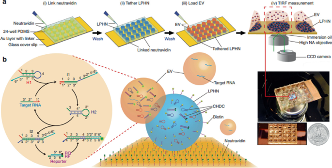 2 parts. a. Flow diagram depicts the steps of link neutravidin, tether L P H N, load E V, and T I R F measurement. b. Illustrates the binding of E V and neutravidin to L P H N.
