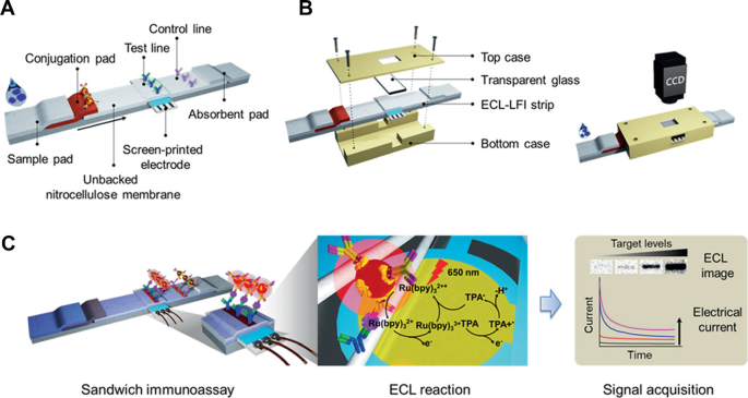 3 parts. A. Illustration of L F A strips with parts labeled. B. Illustration of L F A strips with E C L equipment. C. An illustration of machine is labeled sandwich immunoassay. The E C L reaction points to a graph labeled signal acquisition.