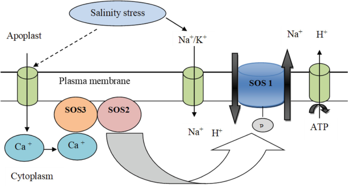 A schematic of a plasma membrane with transporters embedded on it. The transport of sodium or potassium and calcium ions due to salinity stress in the cytoplasm is indicated with arrows.